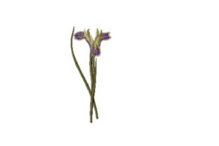 Iris Tuberosa: A Seasonal Embroidery Gem for Holiday Makers
