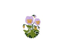 Pansy: A Charming Floral Design for Personalized Gifts