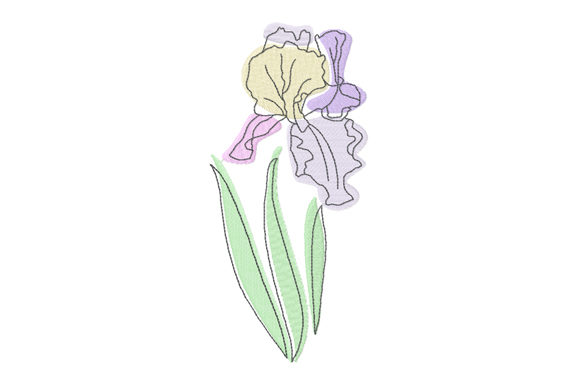 Pastel & Line Art Iris Flower: A Designer’s Review