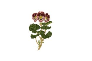 Pelargonium Auguste Miellez: A Timeless Embroidery Design for Small Business Branding
